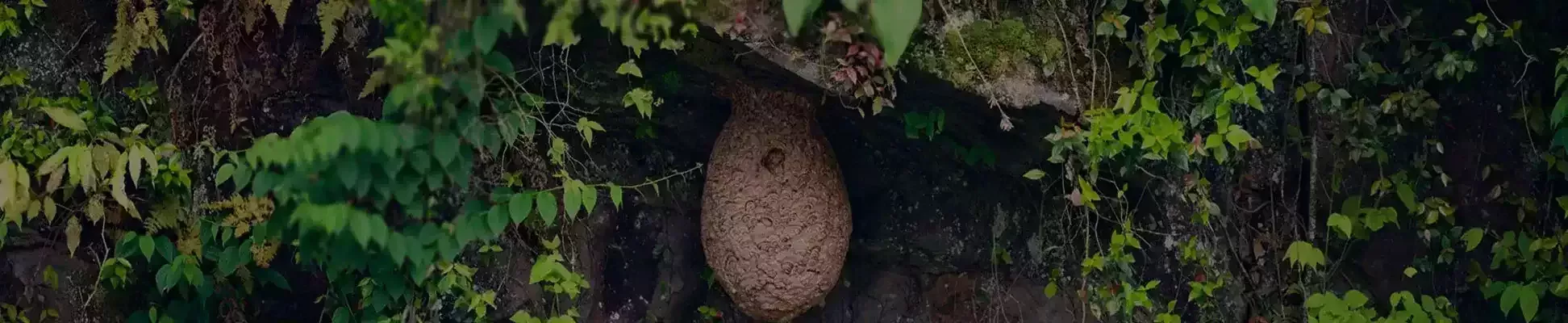 Sylva Fauna