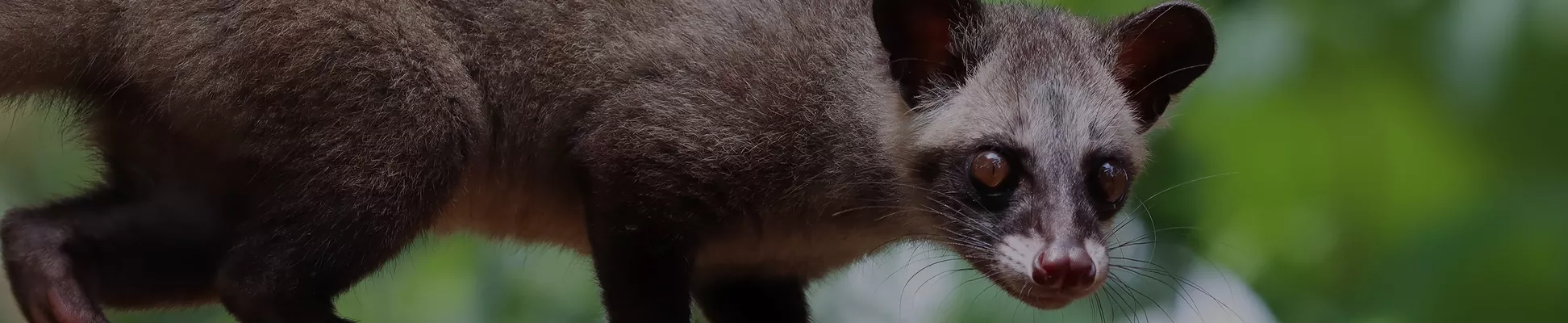 Sylva Fauna