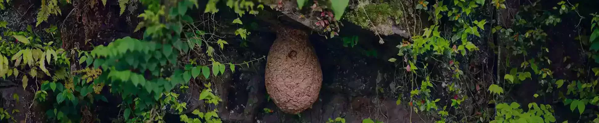 Sylva Fauna