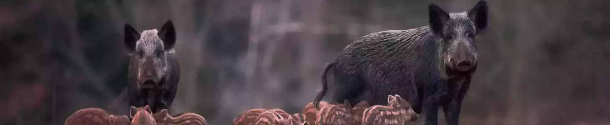 Sylva Fauna