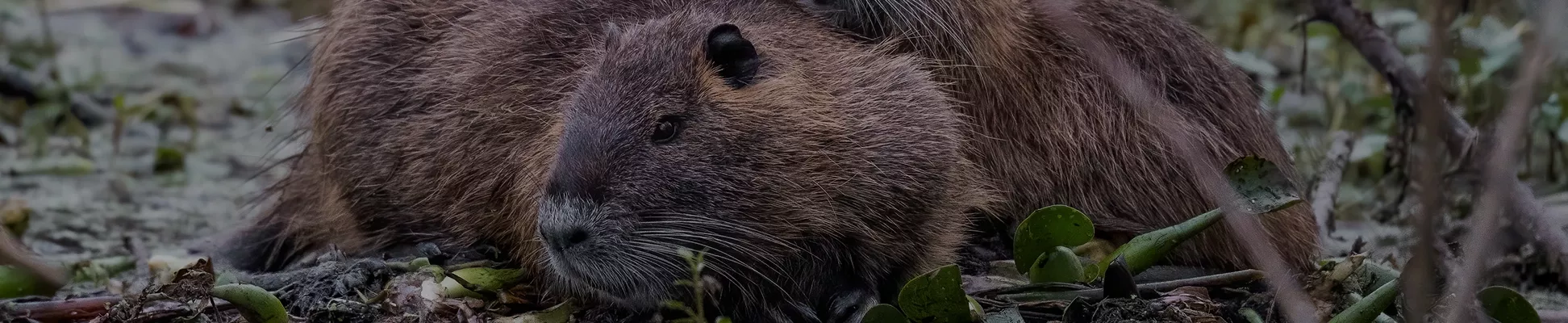 Sylva Fauna
